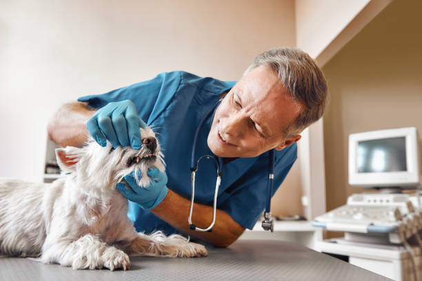 Best After-Hours Emergency Dentist in St Peter, WI